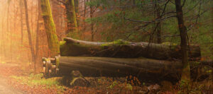 Lire la suite à propos de l’article Bulletin municipal n°45 – octobre 2025