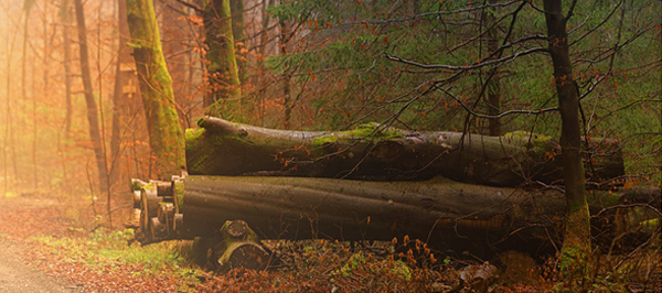 Lire la suite à propos de l’article Bulletin municipal n°45 – octobre 2025